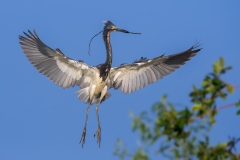 Tri-color heron with nesting material