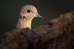 Mourning Dove peeking over a log