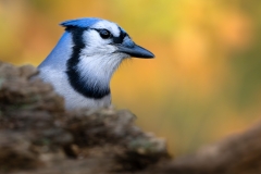 Blue jay in the fall peeking over a log