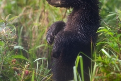 Bear Cub Standing Up