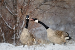 Yelling Geese