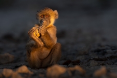 Young baboon, playing with his foot in a rock at Sunset