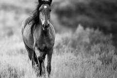 Wild horse coming towards the camera