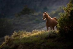 Wild horse, backlit, looking over ledge