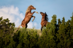 Wild horses fighting