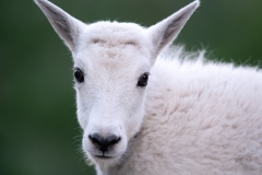 Mountain goat kid, headshot with green background