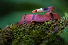 A red-eyed tree snake posing with his head up
