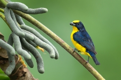 A Thick-billed euphonia perched near cecropia fruit