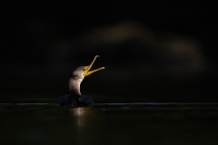 A spotlit cormorant calling (captured with a pre-production NIKKOR 600mm F/4 TC)