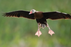 A black-bellied whistling duck coming in for a landing