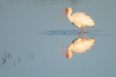 A white ibis calling with reflection (captured with a pre-production NIKKOR 600mm F/4 TC)