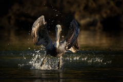 A pelican taking off toward the camera