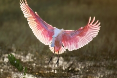 A roseate spoonbill with wings spread coming in for a landing