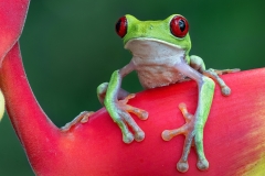 A red-eyed tree frog on a flower looking out