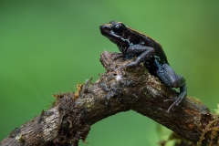 A Golfo Dulce Dart Frog looking out from a little branch