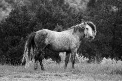 TRNP-June-00229-2