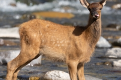 YNP-July-00694