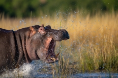 Hippo