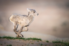 Bighorn lamb running