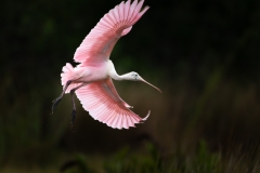 Spoonbill banking
