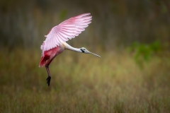 Spoonbill in flight in profile