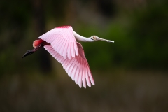Spoonbill checking me out while flying past