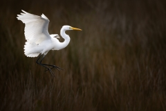 Great egret coming in for a landing in the reeds