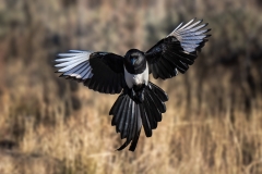 Incoming magpie