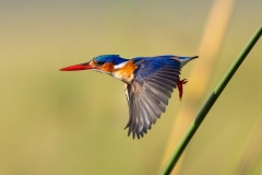 Malachite Kingfisher taking off wings down