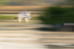 Great Egret Slow Pan
