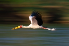 Yellow billed stork slow shutter speed pan