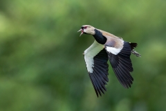 A southern lapwing screeches as it flies past
