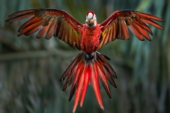 Macaw In Flight - Wings Spread