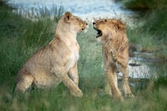 Sibling rivalry