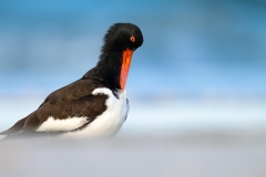 Oyster catcher preening at the beach