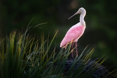 Spoonbill perched and posing