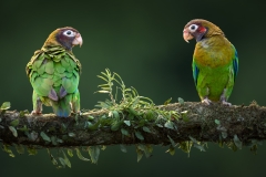 Two brown hooded parrots posing on a branch