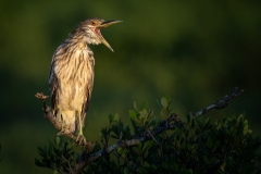 Juvenile night heron yelling