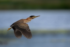 Little Green Heron In Flight
