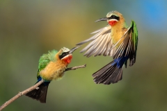 Little bee eaters fighting over a branch