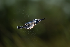 Pied Kingfisher shaking off water in midflight