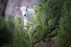 Mountain goat kid, peeking around vegetation