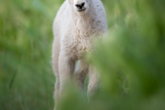 Mountain goat kid, surrounded by green