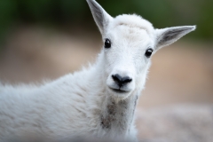 Mountain goat, kid, looking over a rock headshot