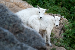 A pair of mountain goat kids