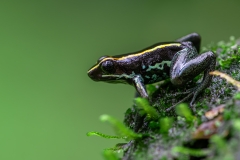 Golfo Dulce Dart Frog Ready To Jump