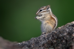 Chipmunk