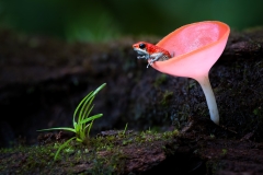 A granular dart frog looking out from a mushroom