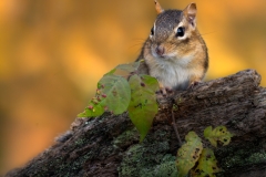 Chimpmunk in the fall
