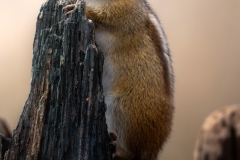 Chimpmunk posing on a stump